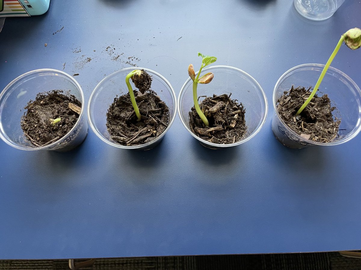 kvanicek07's tweet photo. One of the most exciting times these days…. 1st graders checking on their Lima bean plants! 🌱 🪴 ⁦@ElementaryFord⁩ https://t.co/d7j4qxsO4z