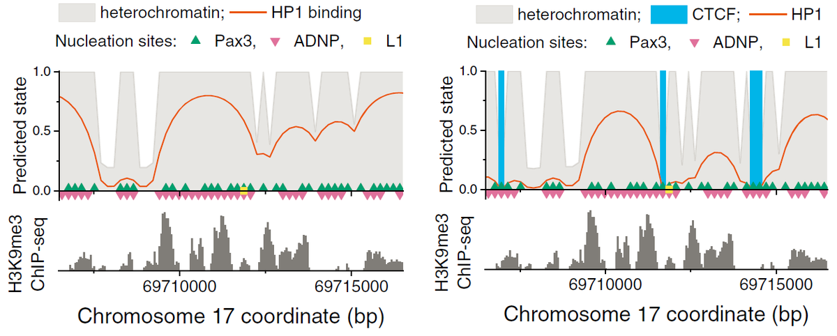 generegulation's tweet photo. We developed a method to predict chromatin maps starting with #TFbinding at single-nucleotide resolution (consider partial nucleosome unwrapping, etc), then scaling up to single-nucleosome resolution (that's when chromatin nanodomains appear). More details in thread by @TeifLab https://t.co/iUyUgrmGpB