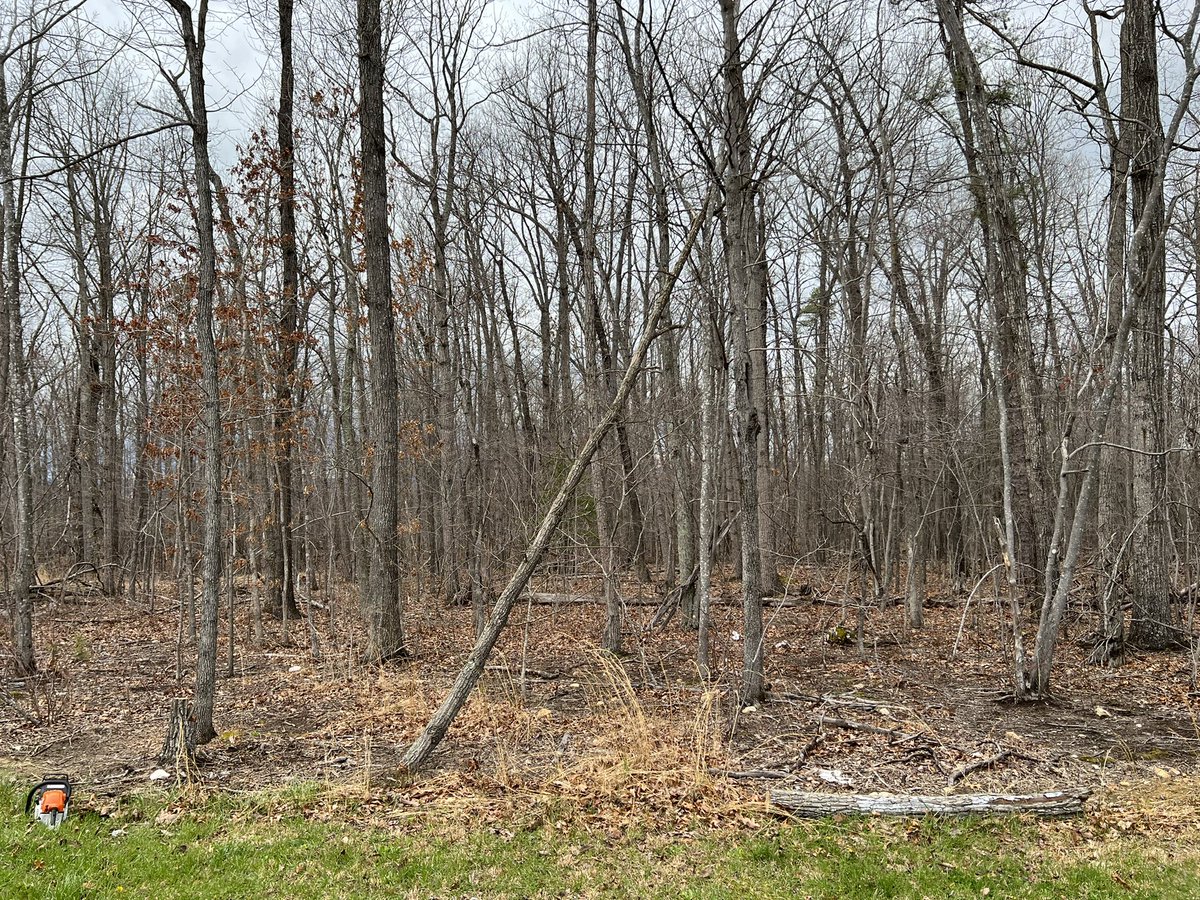 MountainManPod's tweet photo. Daily sustainability: reusing dead trees as a wall for a garden bed I’m putting in https://t.co/I3O0NBxBlT