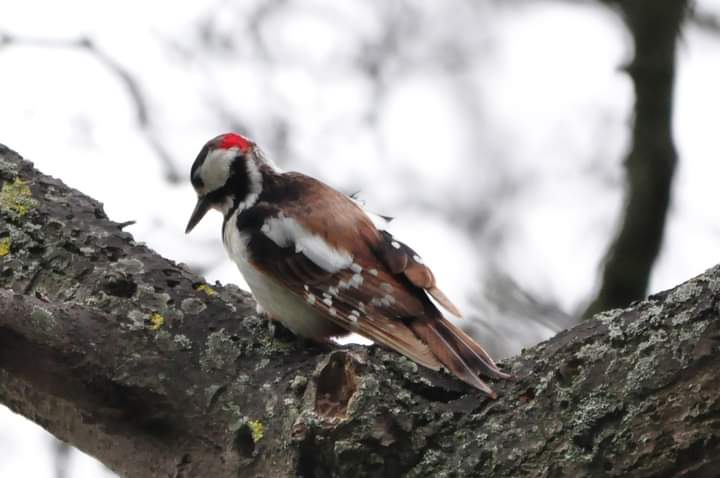 Claire Williams tweet media