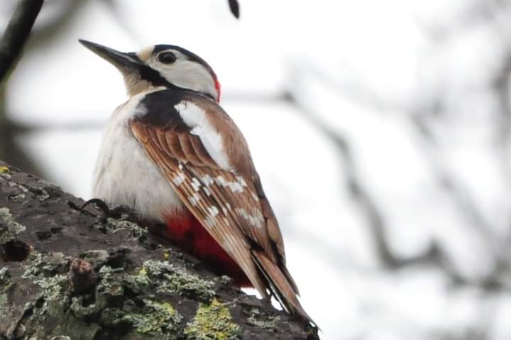 Claire Williams tweet media