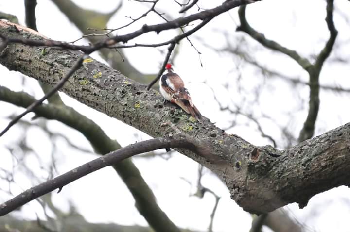 Claire Williams tweet media