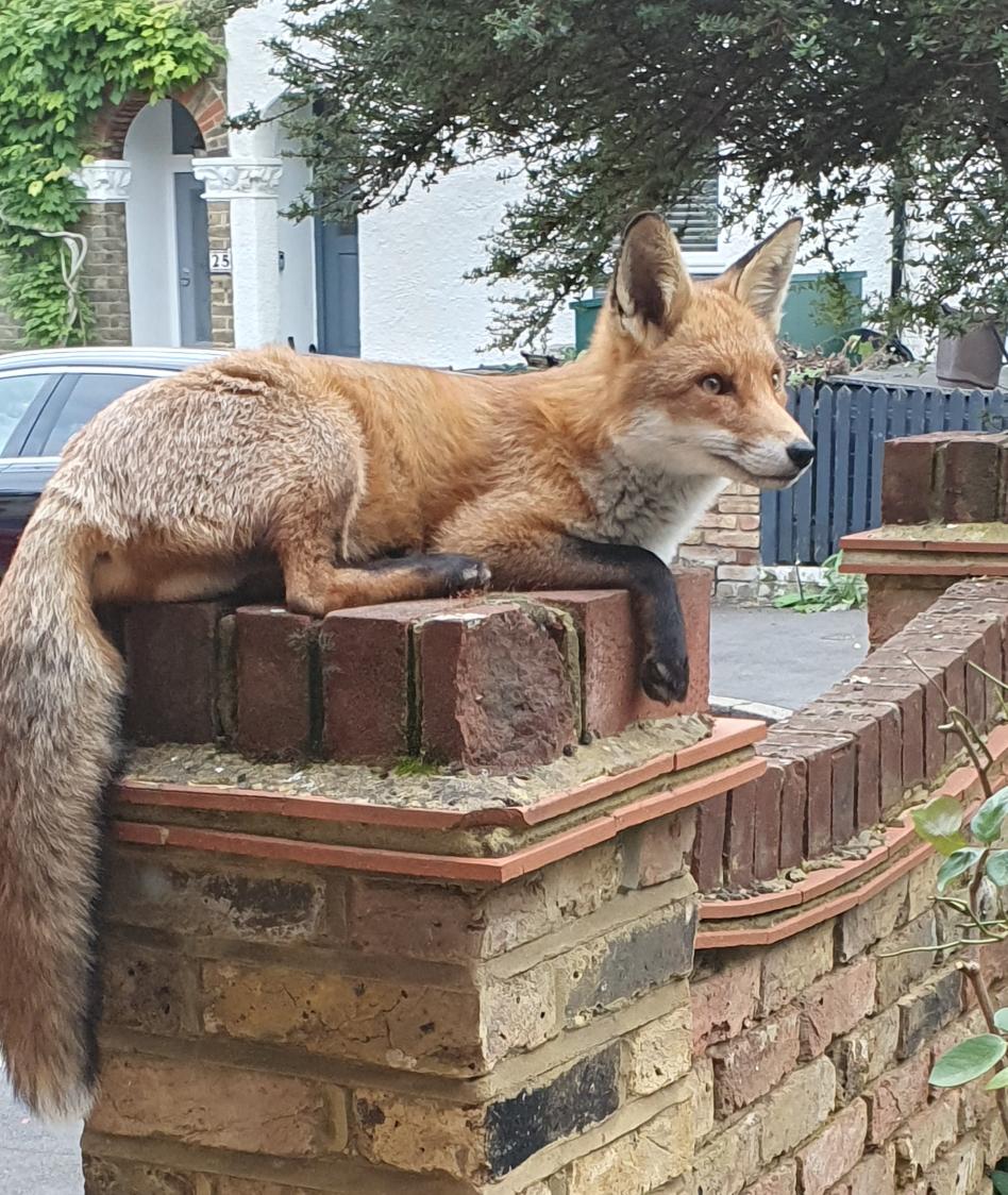 @chrispackham #FoxOfTheDay