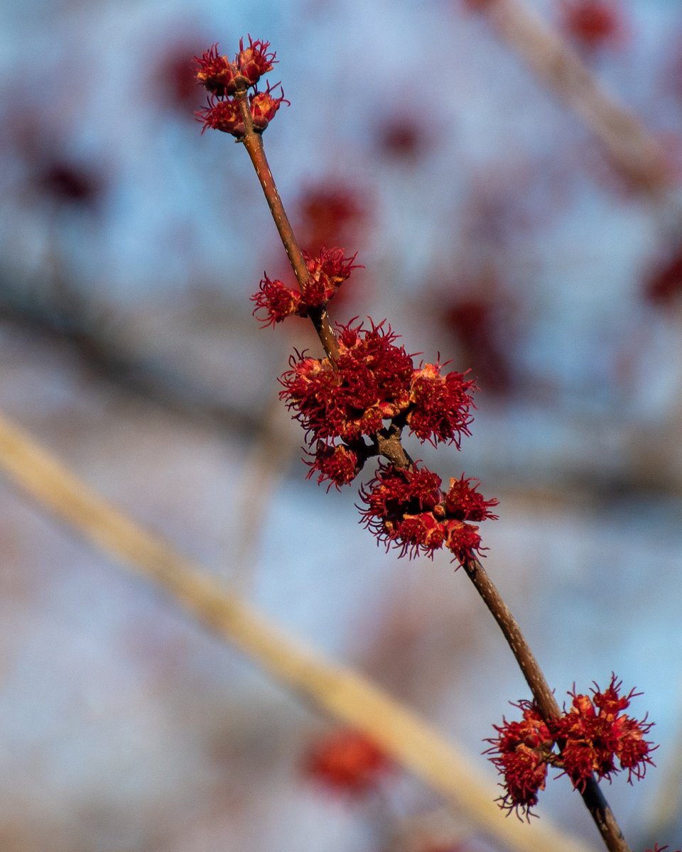 RiverfrontRecap's tweet image. Red maple buds in Riverside Park. #spring #AprilTextureChallenge