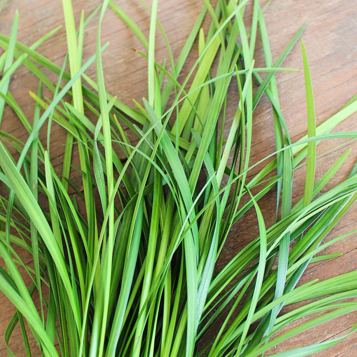 MrLeatherleaf's tweet photo. Small stems make big impressions, and no matter the season, #Lily #Grass provides a magical touch to #floraldesign of any size. ✨

Available year-round, in 10 and 15 bunch boxes.

🌿 #AmericanGrown
💥 FREE FedEx Shipping
📦 Available at Wholesale

https://t.co/42BMKPHYzR https://t.co/DR2kulYSF1