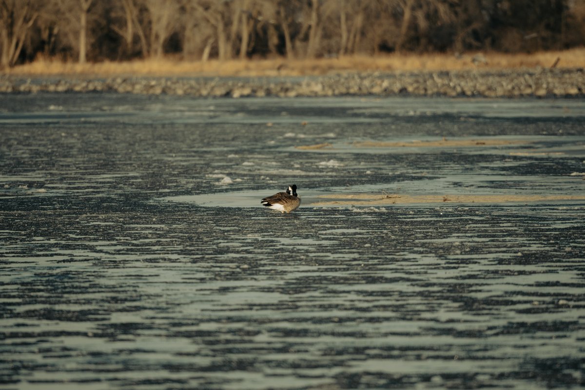 shema_yahya's tweet photo. Filming the crane migration and scenes around the Crane Trust foundation was awesome. The sounds of the birds and the river were therapeutic. Which is your favorite picture?
#filming #nature #weekendvibes https://t.co/Af7RrP04dj