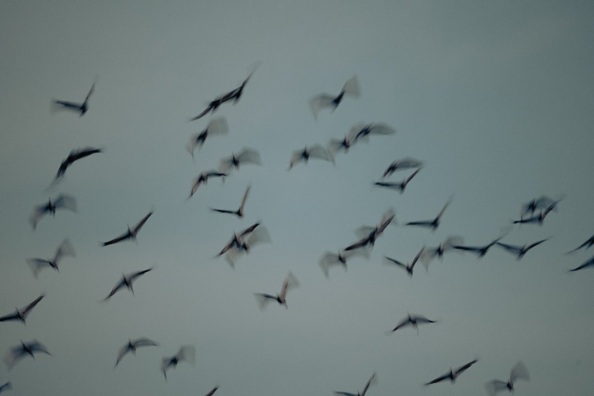 shema_yahya's tweet photo. Filming the crane migration and scenes around the Crane Trust foundation was awesome. The sounds of the birds and the river were therapeutic. Which is your favorite picture?
#filming #nature #weekendvibes https://t.co/Af7RrP04dj