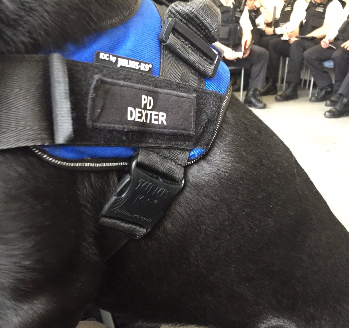 PD_DexterWBDOG's tweet photo. #wellbeingwednesday afternoon saw Dexter on parade with late turn Officers @MPSKentishTown @MPSCamden supporting busy response team officers @metpoliceuk 🚔 Meanwhile , PWD’s Hugo and Daisy were with @LDNairamb @RoyalLondonHosp 🚁 6262CO @MetTaskforce #DogsofTwittter #Wellbeing https://t.co/FQXHdanmLs