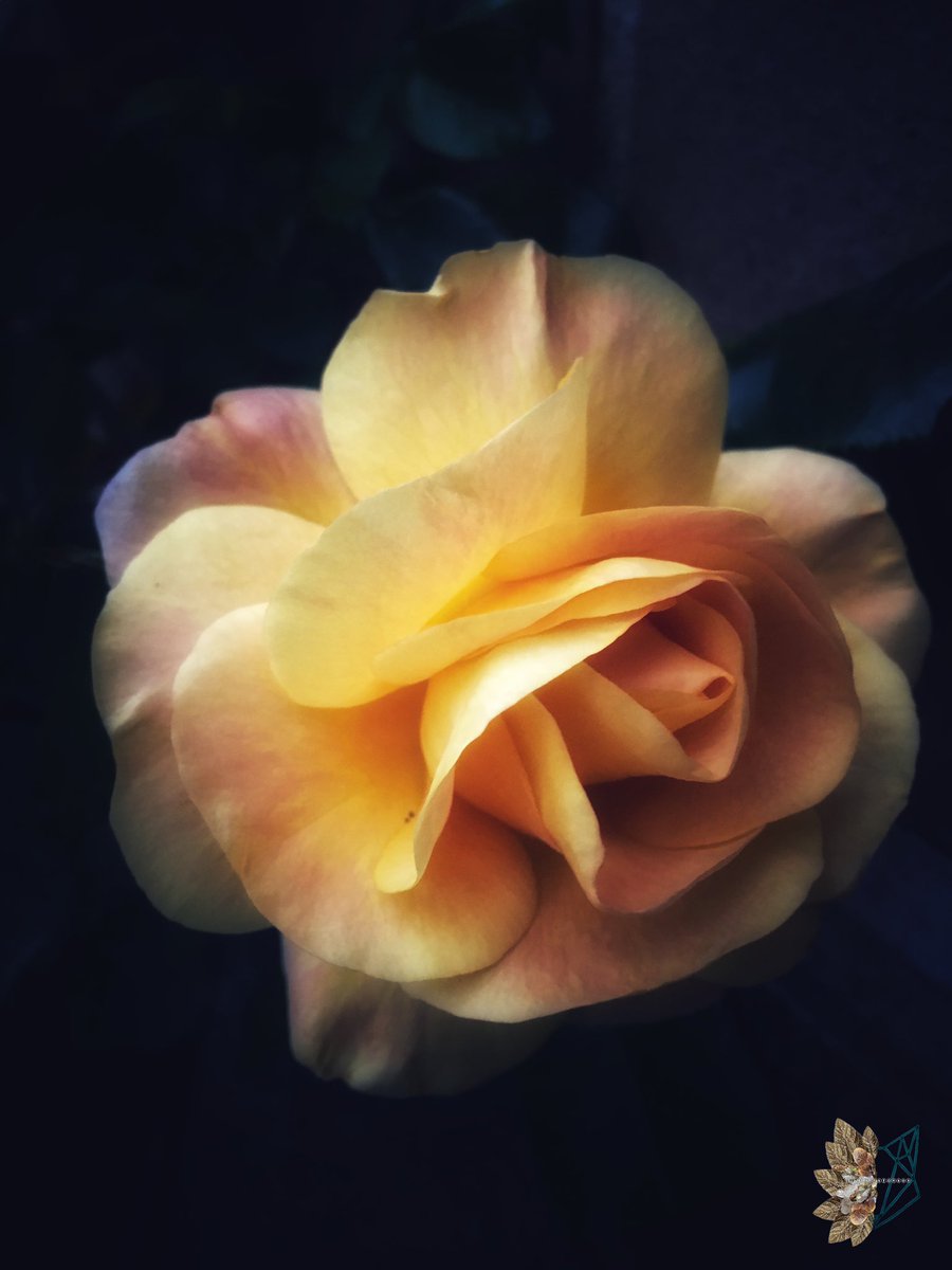 𝑅𝑒𝑔𝑒𝓃𝒸𝓎 𝑅𝑜𝓂𝒶𝓃𝒸𝑒

#RoseWednesday #ROSE #roses #Flowers #flowerphotography #flowerbeauty #floweroftheday #photography #photo #PhotographyIsArt #TwitterNatureCommunity #nature #NaturePhotography #NatureBeauty #GardeningTwitter #GardensHour #Blooming #April #beautiful