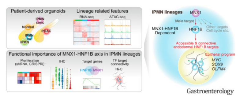 Douglas Corley (@douglascorley) on Twitter photo New insights into how the MNX1-HNF1B axis influences intraductal pancreatic papillary mucinous neoplasms
gastrojournal.org/article/S0016-…
<a href="/UmaMahadevanIBD/">Uma Mahadevan</a> <a href="/IBDMD/">David T. Rubin, MD</a> <a href="/RickPeekMD/">Rick Peek</a> <a href="/AGA_Gastro/">Gastroenterology</a> <a href="/UTokyo_News_en/">UTokyo | 東京大学</a> <a href="/Hiroyuk13397114/">Hiroyuki Kato</a> New insights into how the MNX1-HNF1B axis influences intraductal pancreatic papillary mucinous neoplasms
gastrojournal.org/article/S0016-…
<a href="/UmaMahadevanIBD/">Uma Mahadevan</a> <a href="/IBDMD/">David T. Rubin, MD</a> <a href="/RickPeekMD/">Rick Peek</a> <a href="/AGA_Gastro/">Gastroenterology</a> <a href="/UTokyo_News_en/">UTokyo | 東京大学</a> <a href="/Hiroyuk13397114/">Hiroyuki Kato</a>