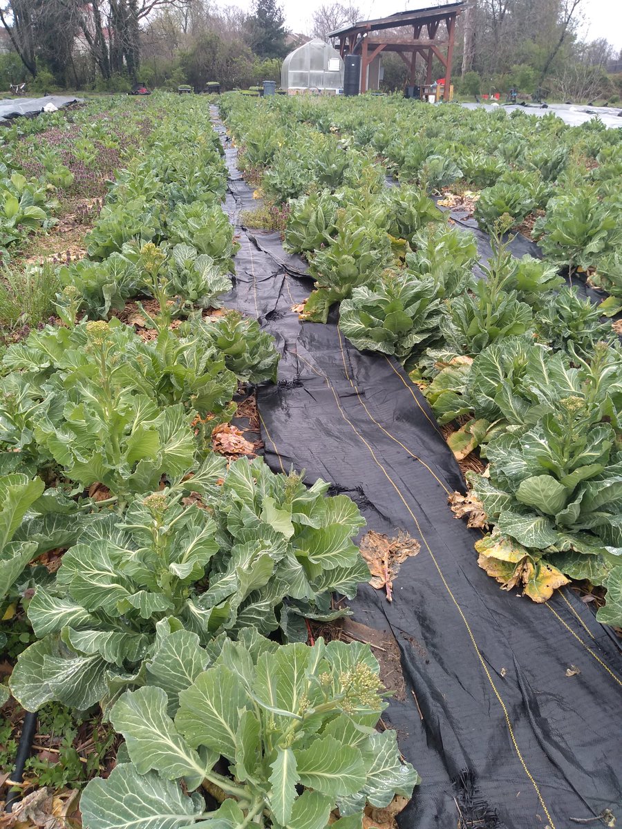 "Food as medicine, food for our culture, and food for our future"

Words to live by at <a href="/3PHarmony/">🍅 Three Part Harmony Farm 🌽</a>! So great to see the amazing way that #NourishDC grantee Gail is impacting the food system and #foodaccess in the District

#blackownedbusiness #urbanfarm
