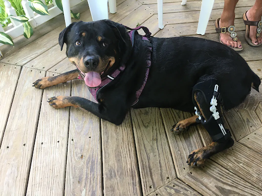 AnimalOrthocare's tweet photo. Maya looking at her humans like 😍🥺 while wearing her knee brace 💕
Photo Credit: Heather Lucero
#dogkneebrace #cclinjury #imthecutest #bionicdog #doginjury #dogbrace #weloveourpatients #doghealth #vetrcommended #recoveringdog #tplorecovery #love #rottweiler #cutestface https://t.co/hiePkdlzQV