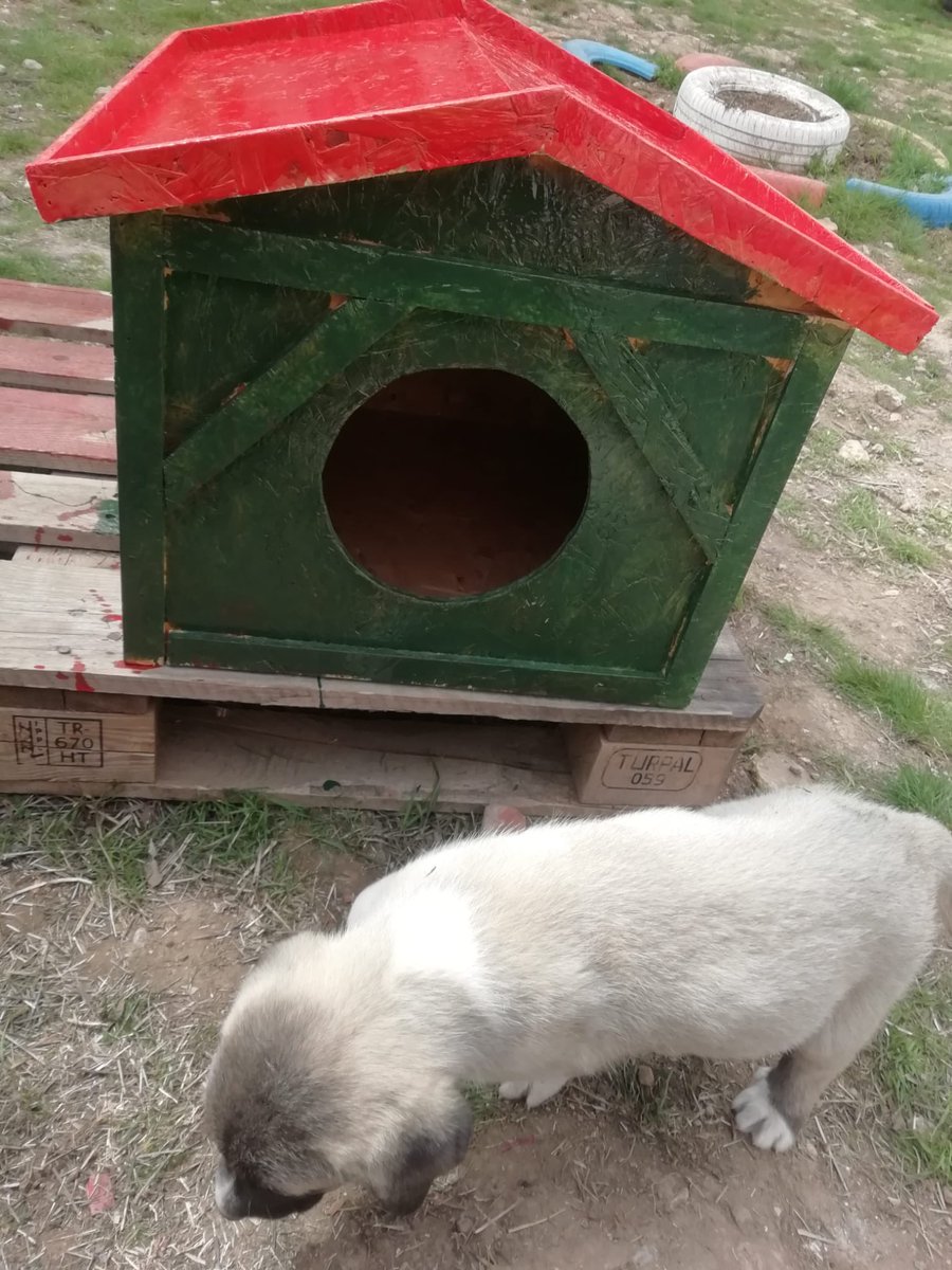 doc_enc's tweet photo. Bir Kalbe Dokun etwining projesi kapsamında yardımseverlik değeri etkinliğimiz için bir köpek evi yapıp, hep birlikte yardımlaşarak boyadık ve sokak canlarına yardım eli uzattık. @yasintepe @erdalkilinc27 @Gaziantep_MEM @sahinbeymem @etwgaziantep @GaziantepArge @zlem61874177 https://t.co/gbjpmbtySF