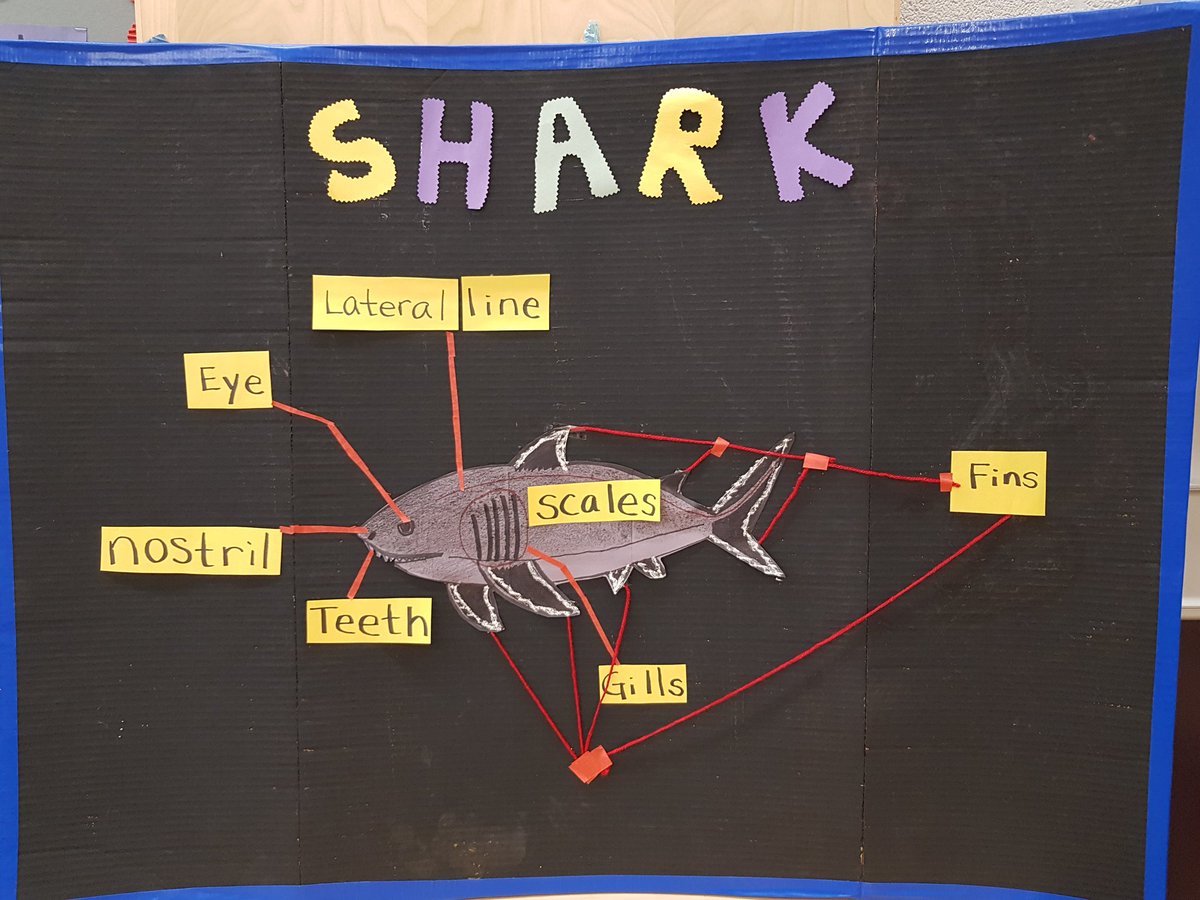 Ohhhh hello Mr Shark.... #WorkInProgress