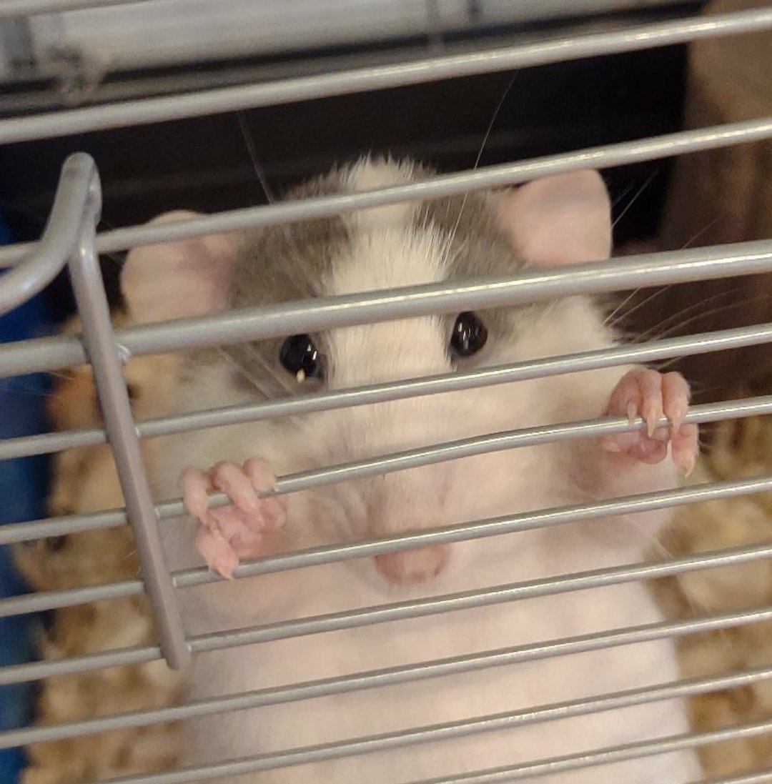 ToesTails's tweet photo. Bay has been moved to a maturity cage, (no hammocks, she says "boo") and is relaxing in the living room with the family 💜. This is the look I get every time I walk by 😂🥺 
https://t.co/mtCl6V7bWu #spartanburg
#spartanburgsc #spartanburgrattery #spartanburgscrattery #rattery https://t.co/1JPTarcv52