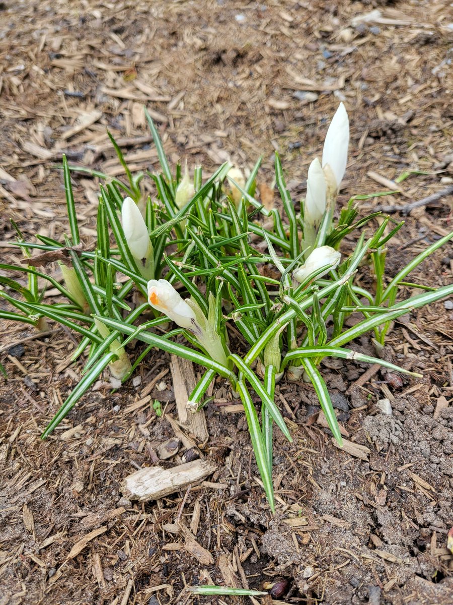 Dortmouse1's tweet photo. Pale green things, pale green things. https://t.co/WSlG0pM0cX