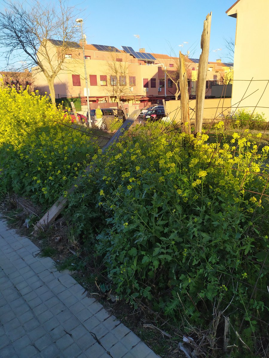 Manolit01503186's tweet photo. @sparra_alcalde @Ayto_Valdemoro @Ra_chel_1986 Como tenéis el pueblo esto es una vergüenza más de 10 años denunciando el vallado de la calle Bolivia con calle Haití, y éste es el estado. Frente a la Residencia de Mayores El Balcón. Muchísimas gracias por la comprensión. https://t.co/tIbLGu9vT2