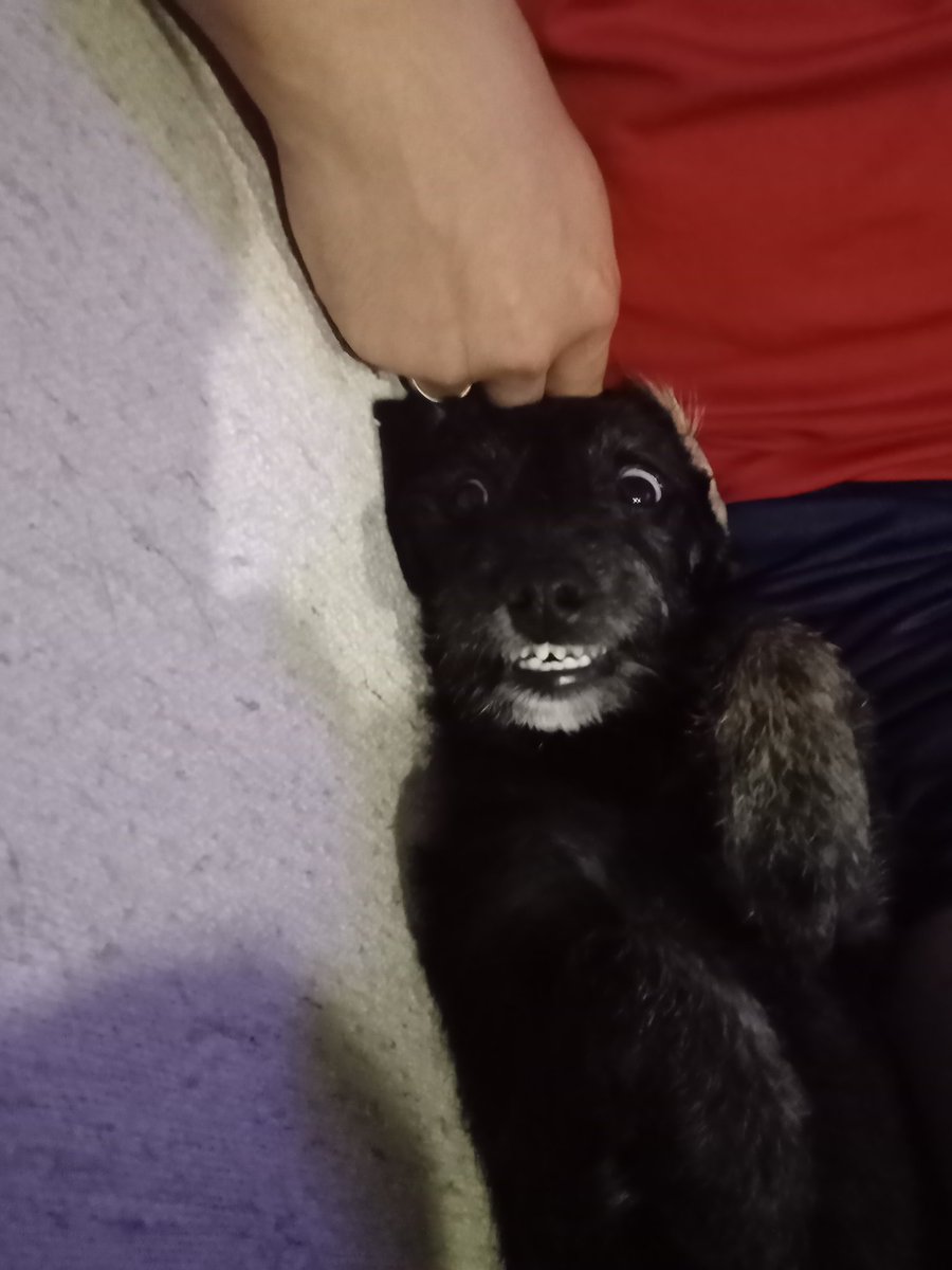 Noa_G's tweet photo. @lizzmtz04 Lita no entiende como nadie la quiere adoptar. https://t.co/IuzZcjzCMU