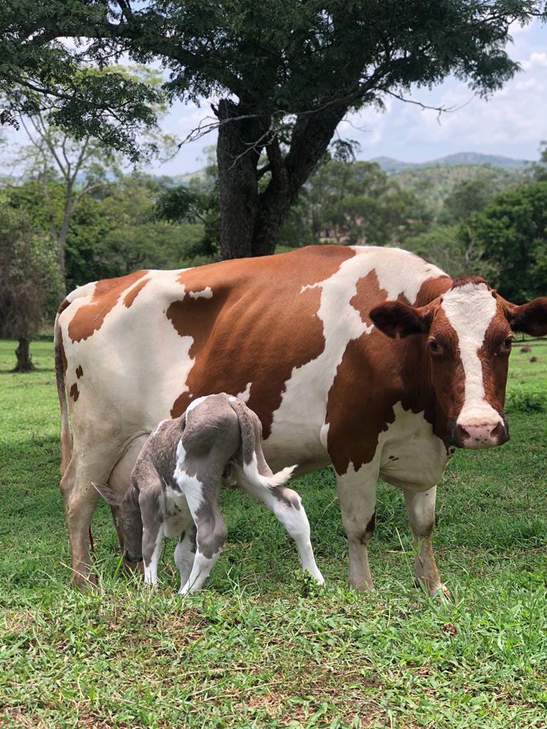 ashleykhris's tweet photo. Quality breeds only @act_farm https://t.co/qdH0mhWG3l