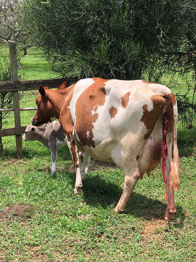 ashleykhris's tweet photo. Quality breeds only @act_farm https://t.co/qdH0mhWG3l