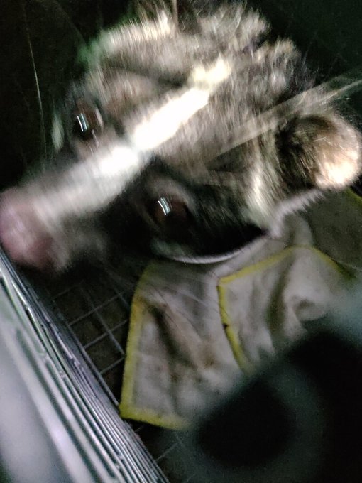 おい!!!!!ハクビシン!!!!!!!!!!!!!!!!!!!!!!よく太ってんな!!!!!!!!!!!!!!!!!!!うちのねこどこ!!!!!???!???!!!!! 