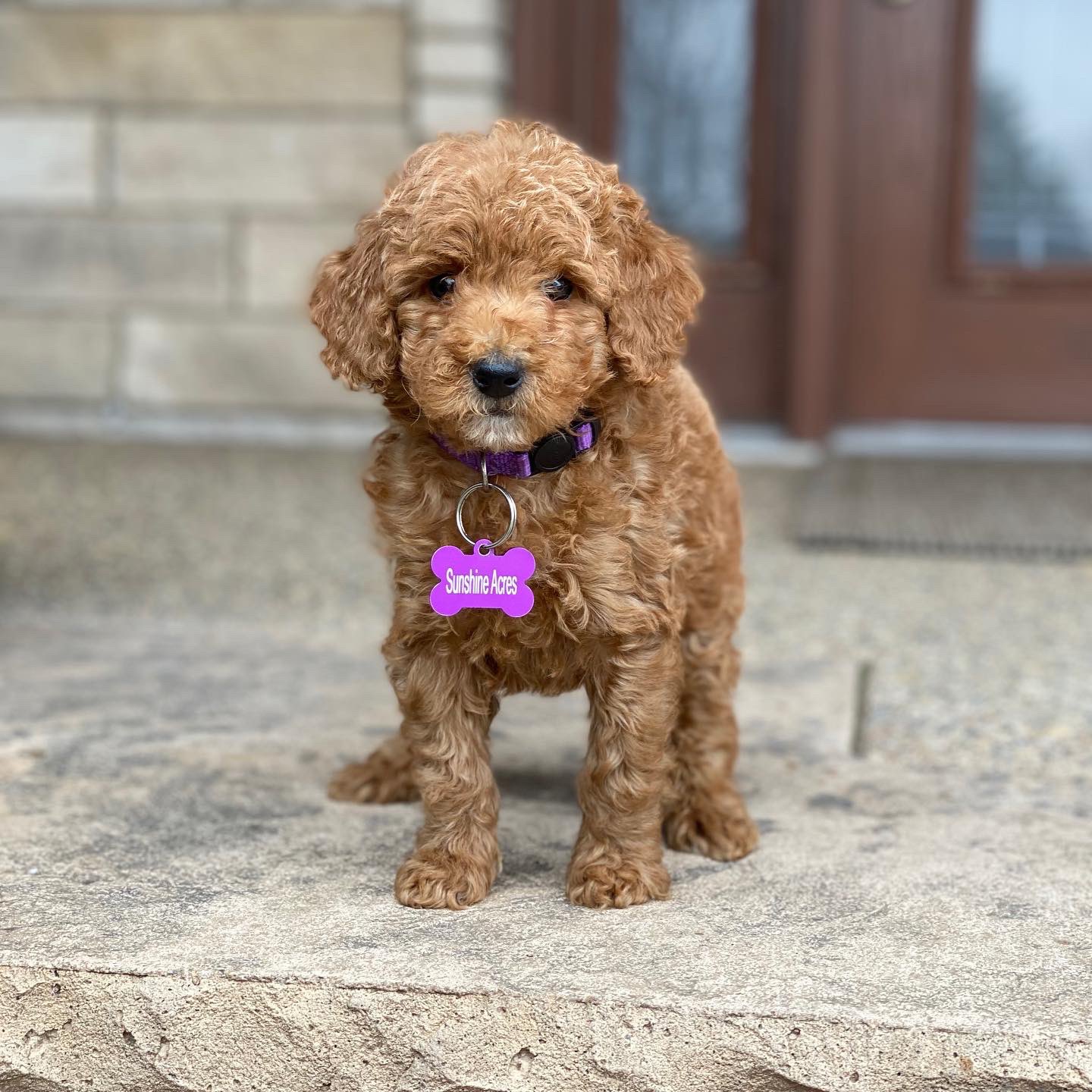Sunshine acres store goldendoodles