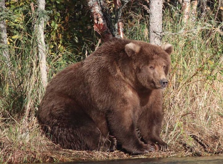 Large bear sits on the shoreline.