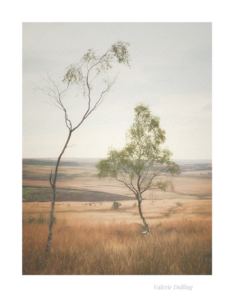 Connections…currently showing and available for purchase <a href="/BuxtonMuseum/">Buxton Museum</a> Gallery 1 Tues-Sat 10-5 until 8th June…
#peakdistrict #birches #iPhone #photography #art #celebratingderbyshiretrees