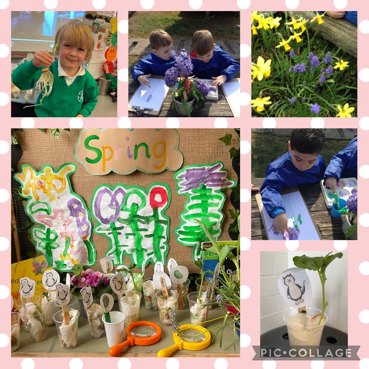 Nursery have loved finding out about germination. Our beans are making great progress and we are on our way to some impressive beanstalks! 🌱#growing-together