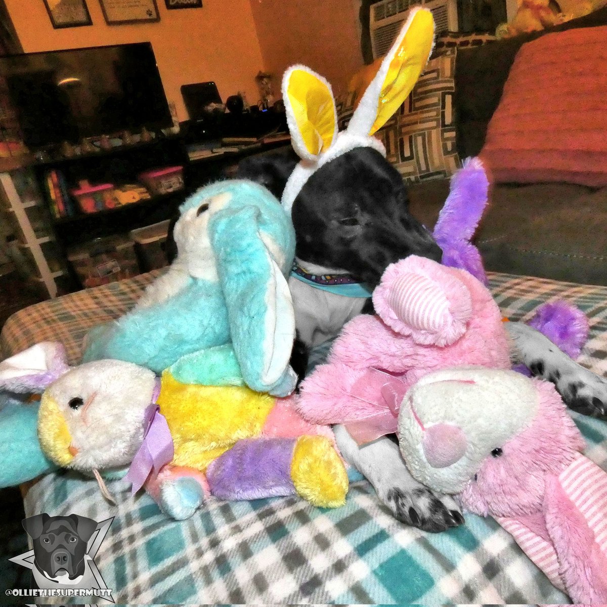 My fellow bunnies and I are getting ready for Easter! Who's excited to get a basket full of treats? 🐰🐕🐇💛
.
-🐶-
.
#dogsoftwitter #dogsofinstagram #Twitterdogs #easter #Easter2022 #EasterBunny