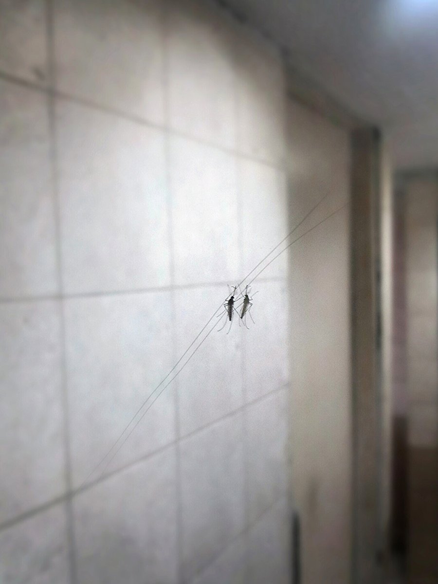 #NFTs are supposed to be crazy. 
And this one's the craziest!

'Tired Mosquito'
Buy at rarible.com/dibzbo18
Price: 0.21 ETH 

#NFTs #NFTCommunity #NFTcollection #nftcollector #NFTartists #NFTartist #NFTart #NFTcollectibles #NFTcollectible #nftphotography