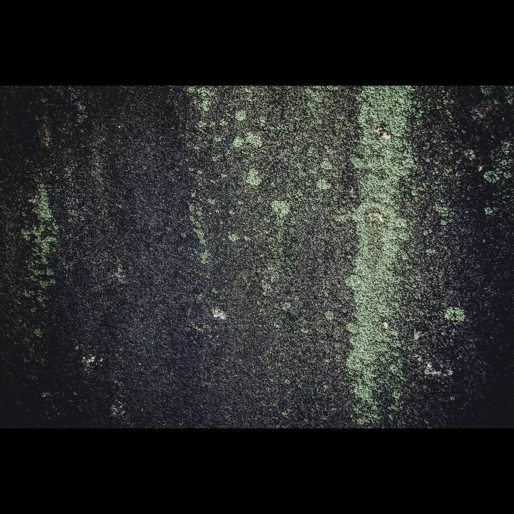 QuintonHPhoto's tweet photo. Simple Lichen
.
.
.
.
.
#decay #growth #mold #fungus #moss #growing #organic #plant #flora #green #living #alive #entropy #formation #pattern #rock #stone #concrete #textural #texture #texturized #dark https://t.co/iYG4bRX2kn