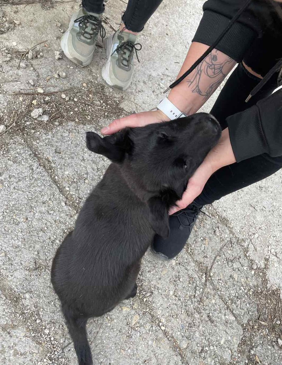 S3ianka's tweet photo. Haza kellett volna vinnem 🥹🐶 https://t.co/c63MYbG1H3