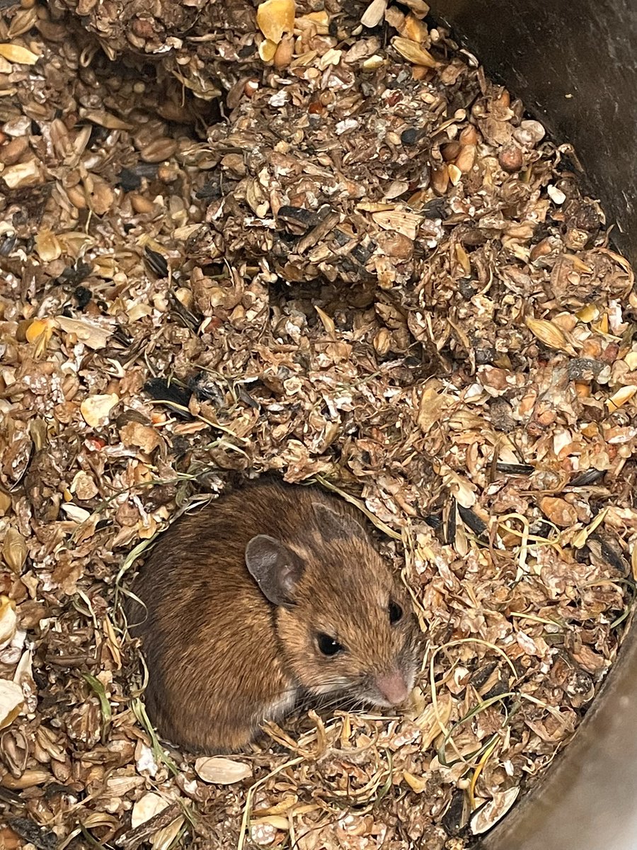 mandy_mount's tweet photo. Mrs Mouse has found the perfect safe house in the pheasant feeder #WildlifeWednesday #NaturePhotography #naturelovers #countrylife #wildlifephotography #fieldmouse https://t.co/ngY6115MQb