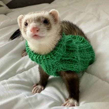 hyunjin as ferrets (@hyunieferrets) on Twitter photo 