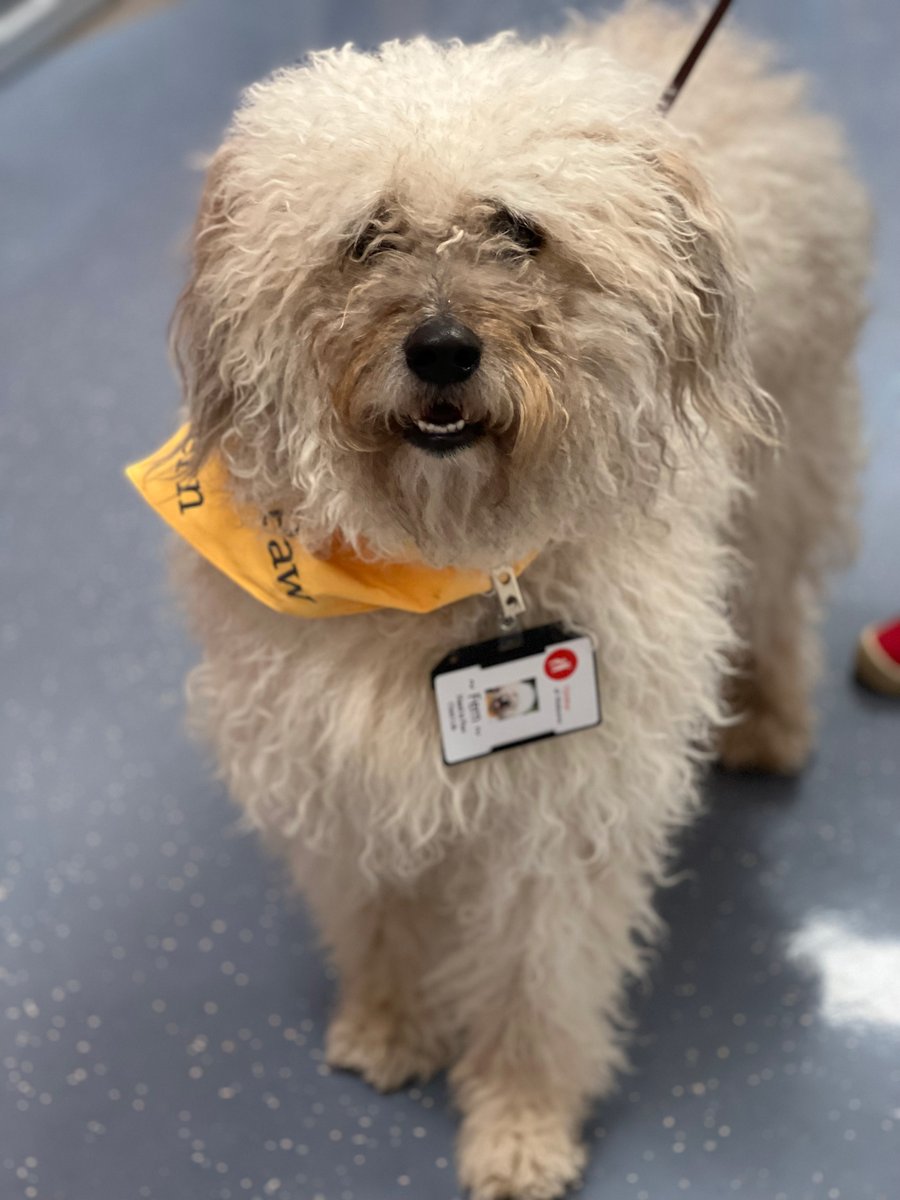HandinPawAL's tweet photo. Look who has started following in her sister's footsteps and is now visiting at @ChildrensAL ! It's Fern 🌿 We're so excited to see and hear about all the amazing things she does in the community, just like sister Olive 🫒
#handinpaw #childrensofalabama #therapydog https://t.co/TLYqyG7foV