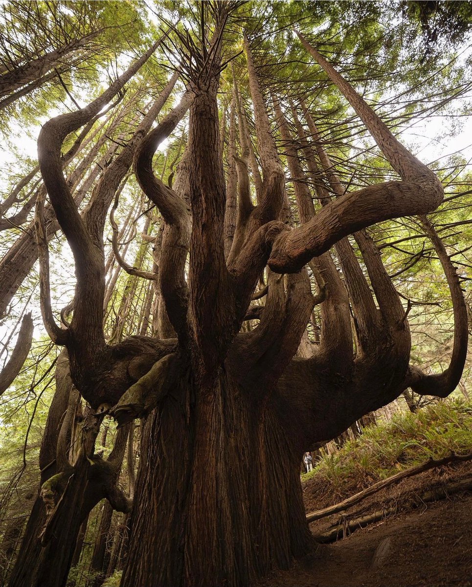 Meet the Candelabra Redwood trees🤩 This incredible grove of trees is only found on the North Coast of California where decades of gale force winds and stinging salt spray are what made these redwoods what they are today. 📷 @MarkBouldoukian