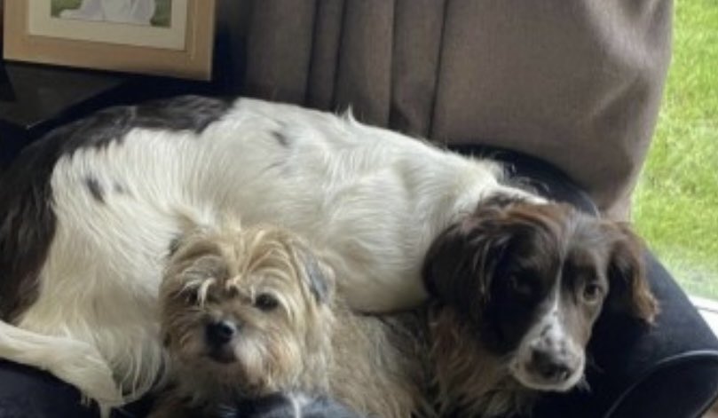 rosieDoc2's tweet photo. #SpanielHour
OBO & TEAZLE poss down a badger sett/ in the #Ashcott #Somerset #TA7
TWO #Sprockers PLEASE LOOKOUT IN AREA - it’s possible they’ll be out or will get out
PLS LOCALS 🤞💔
https://t.co/bfKRCokj0E
https://t.co/jplftF4oAb
@AshcottFC @crimsolicitors @DogsofTooting https://t.co/adax16LHNd