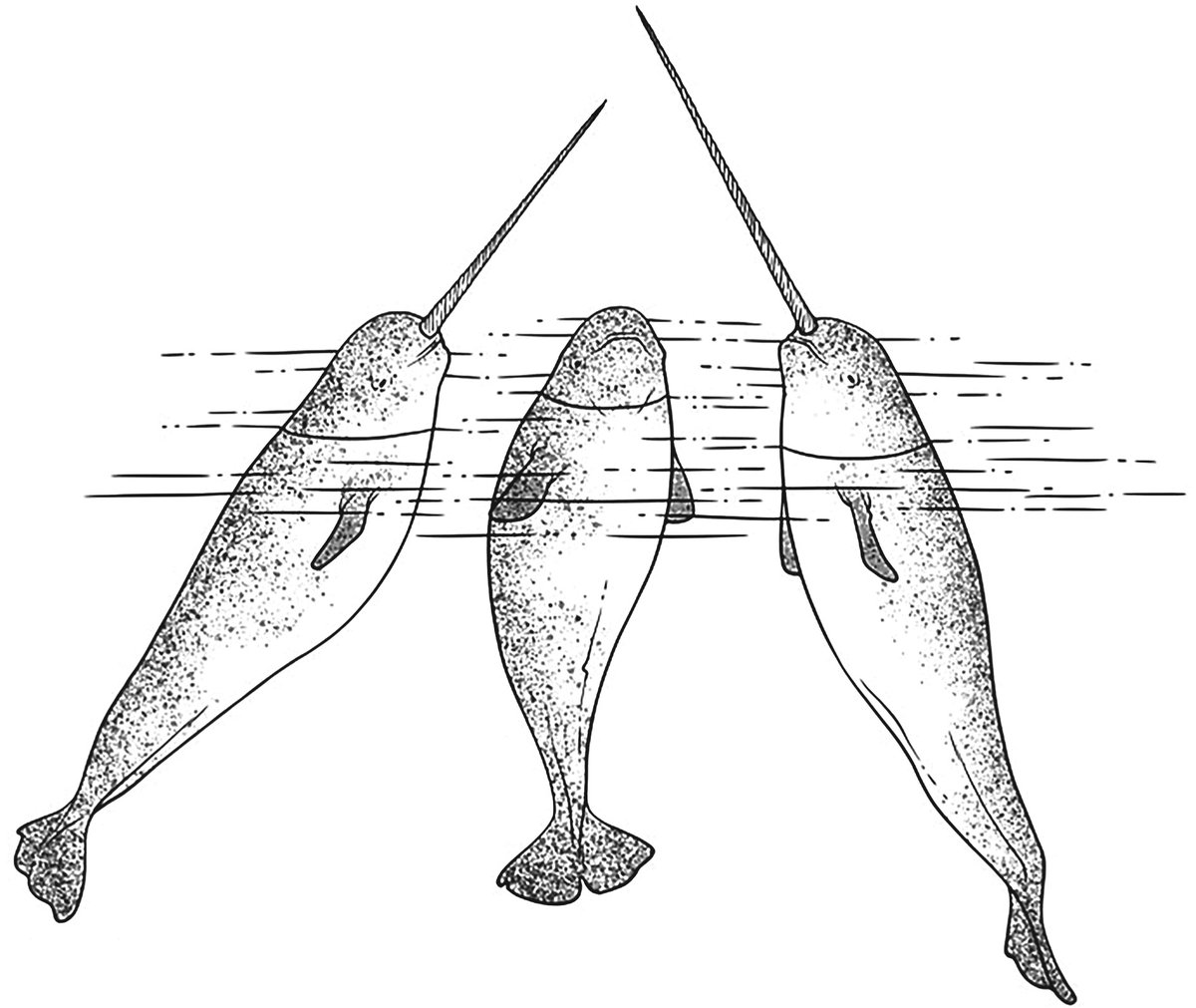 RSocPublishing's tweet photo. Narwhal tusks are sexually selected for male aggression or mate choice https://t.co/w3fsP4E2EC | #BiologyLetters #allometry #sexualselection #animalsignals https://t.co/W974E2VAF4