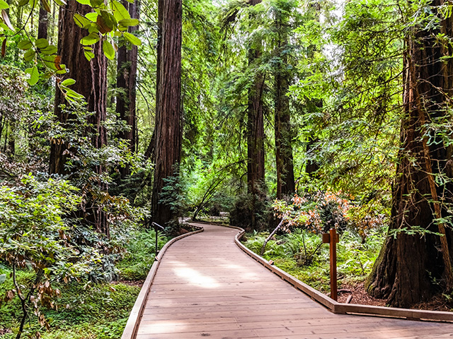 StateFund's tweet photo. Wednesday relaxation break: Enjoy a mental stroll through California's Muir Woods National Monument boardwalk.
#relax
#wednesdayrelaxation
#takeabreak https://t.co/2o1pvjfj1U