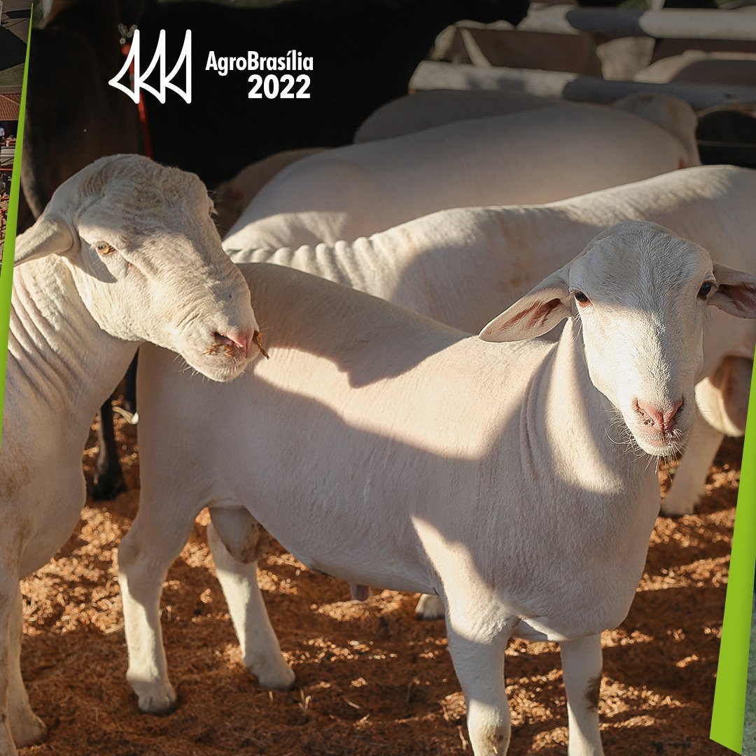 agrobrasilia's tweet photo. Pecuária é na AgroBrasília
#vaiterfeira #agrobrasília2022 #pecuária #bovinos #ovinos #equinos https://t.co/JHTKGfiyiT