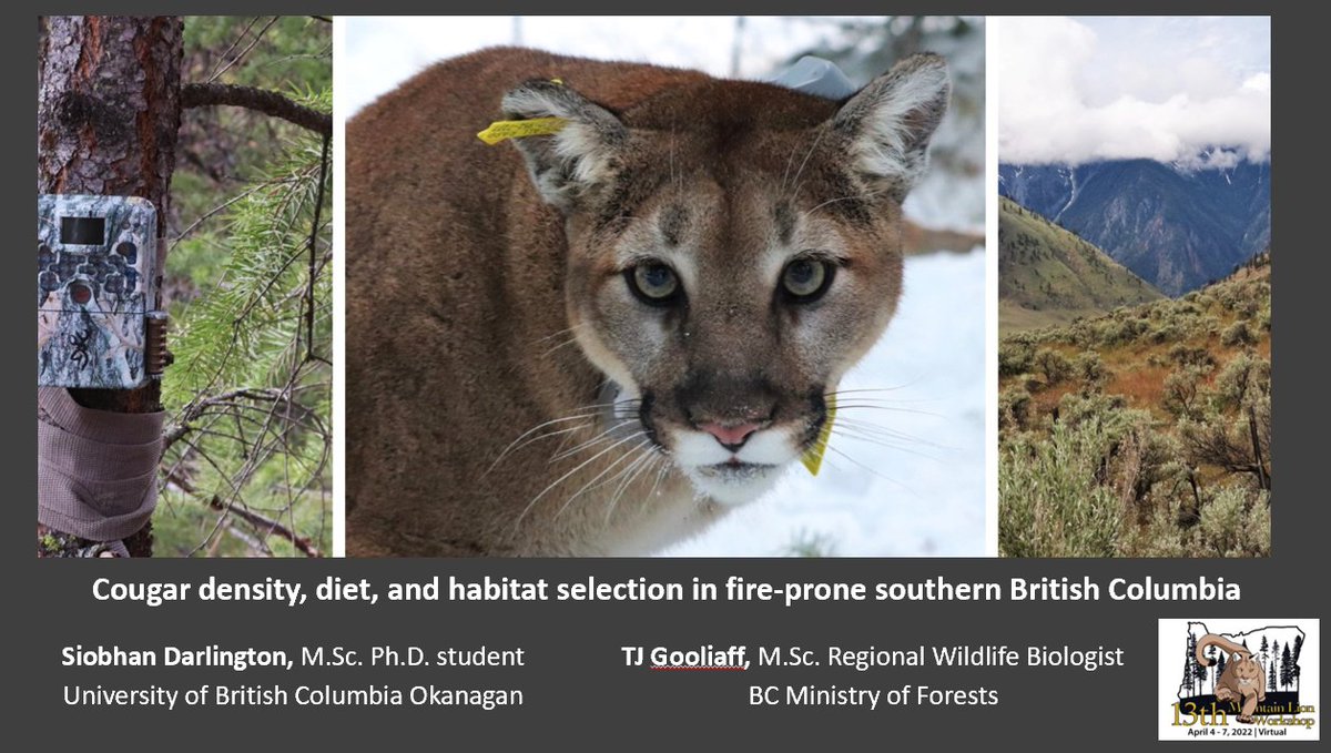 Nature_Darling's tweet photo. Thanks to #WAFWA Mtn Lion workshop for hosting us to provide an overview of Southern BC Cougar Project and preliminary findings! It's been amazing to hear all about cougar research across North America and network with biologists who are just as nerdy about cats as we are 🤓😹 https://t.co/fz2XlMDCaX