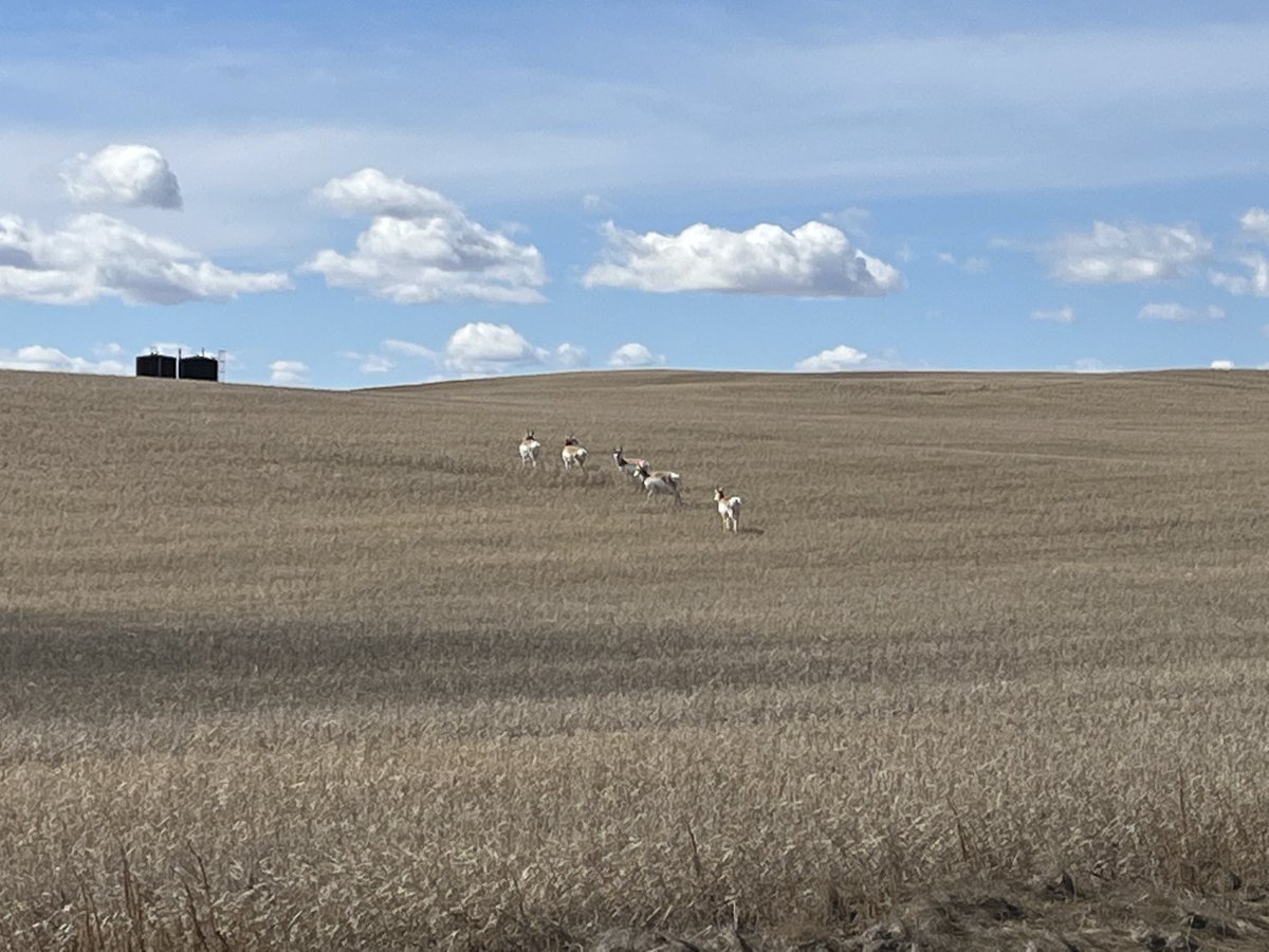 Been a few years since I’ve seen Pronghorn antelope up our way.