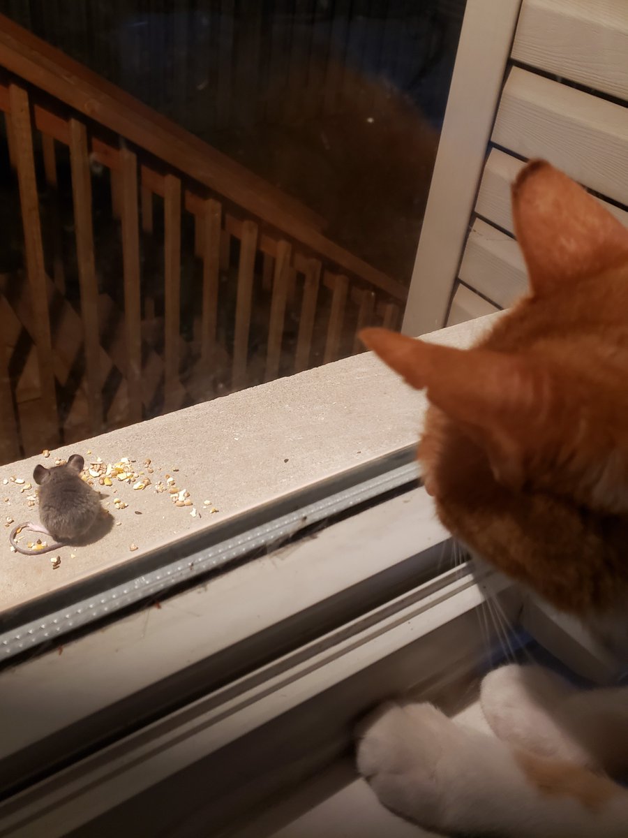 Stuart Little cleans up what the birds left behind while Liam dreams about a tiny snack.  amazon.com/dp/B07KXQZ6XR <a href="/SoniaMangatTV/">Sonia Mangat</a> 
<a href="/YourMorning/">CTV Your Morning</a> <a href="/LindseyDeluce/">Lindsey Deluce</a> #ChildrensBooks #KidsLit #CatBooks #RescueCats #Cats #AdoptDontShop #FunnyCats #CatsOfTwitter