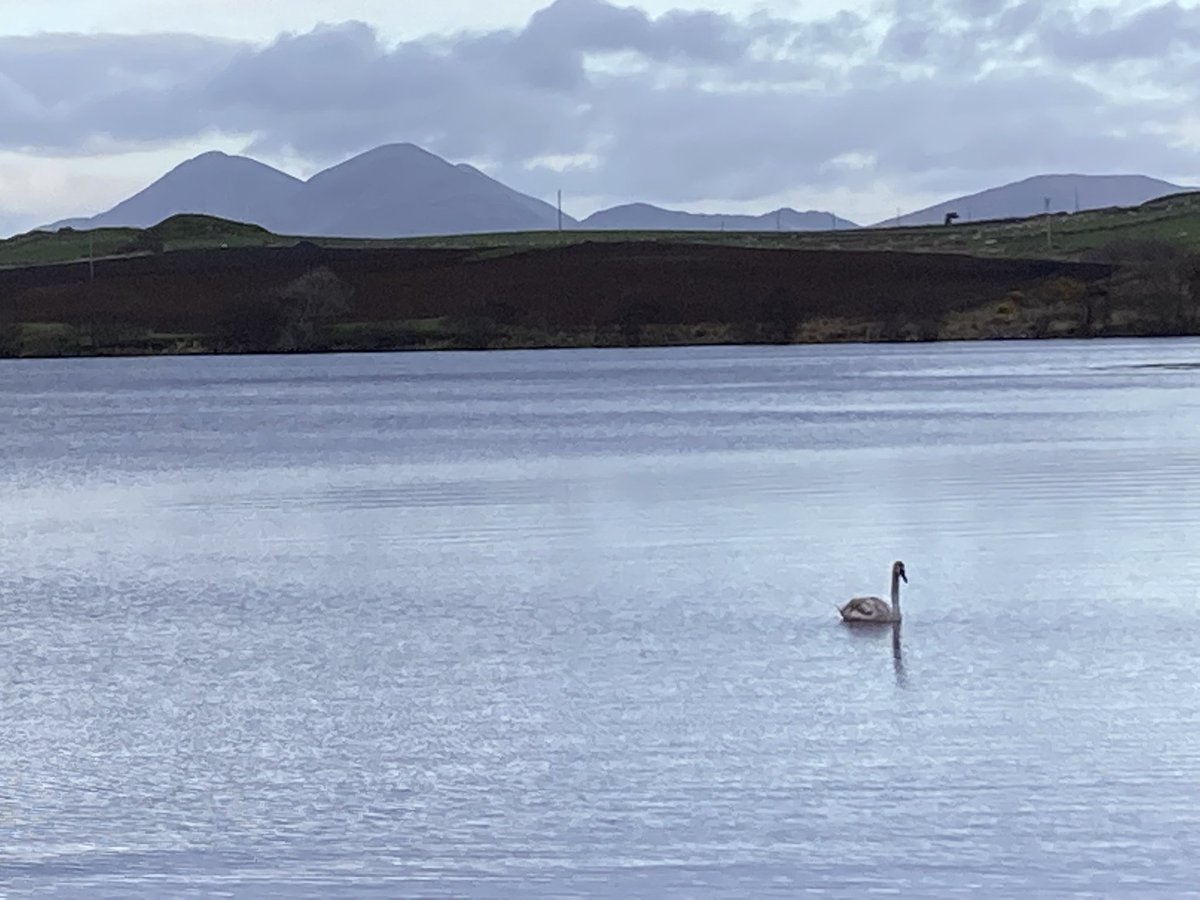 The Paps seen from Loch Skerrols on our walk before dinner just now. #islay #argyll #Scotland