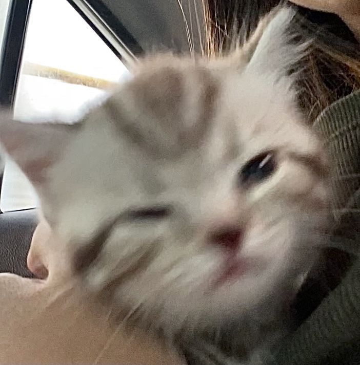 yjwprnts's tweet photo. jungwon cat wink ! https://t.co/gVVMYmbzyy