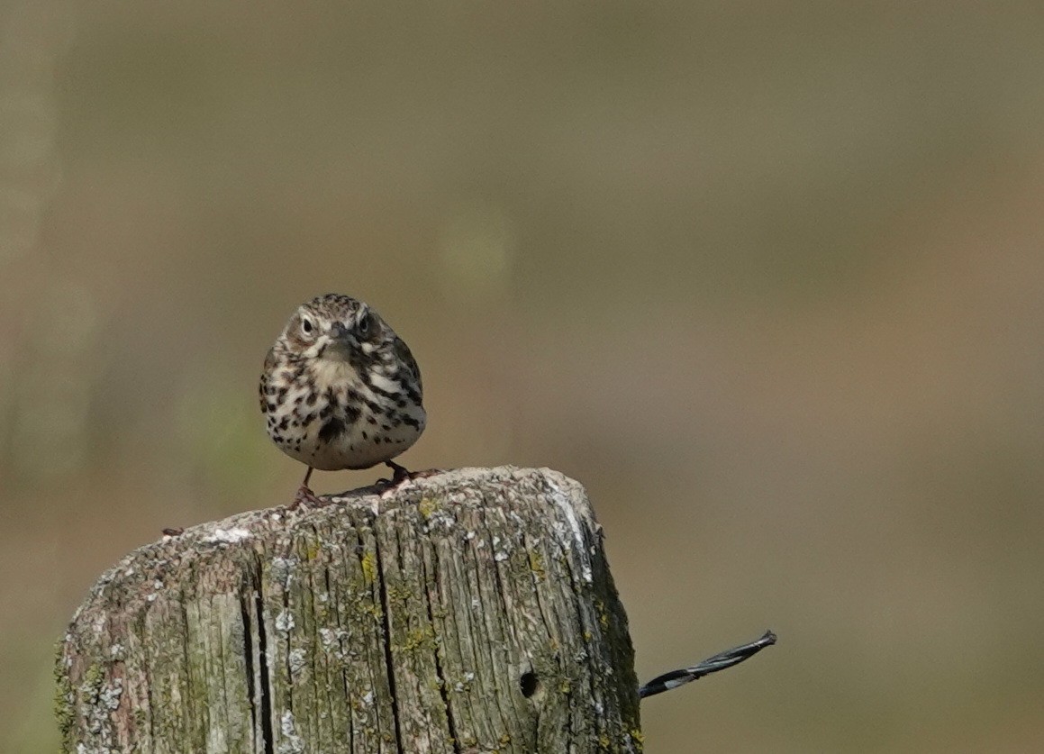 ik hou jullie wel in de gaten hoor.... al was ik er weer niet vanavond, morgen weer terug! Slaap lekker!😴✨🤗