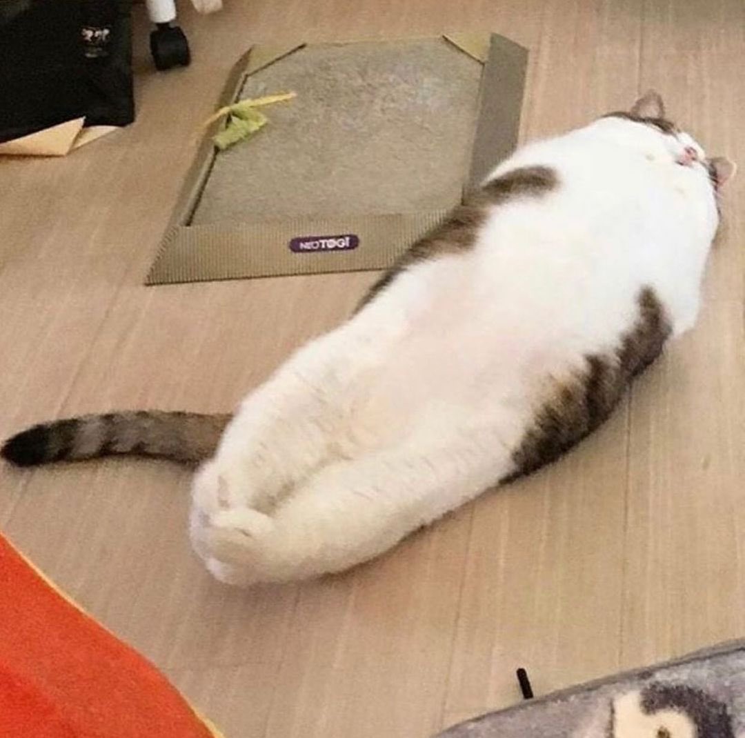 naoisesimp's tweet photo. @bazeIgeuse I don’t have any sitting but I offer this https://t.co/3SYVbneygH