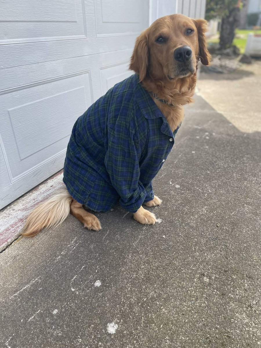 Day 6 (tartan) Happy Tartan Day 😘😋 #PhotoChallenge2022April #GoldenRetrievers #NationalTartanDay