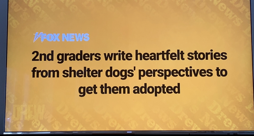 StMikesSchool's tweet photo. @DrewBarrymore Thanks for featuring our St Michael's 2nd grade dog shelter writing project on your show today! An exciting update: 20 of the 25 hard-to-adopt dogs now have found their fur-ever homes! Huge success-- Hurray! https://t.co/XaMFUGSWRK